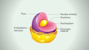 Nuclear Staining by Giemsa stain – Procedure, Principle, Result