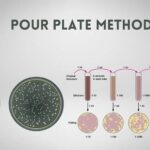 Pour Plate Method Principle, Procedure, Objective, Result
