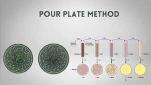 Pour Plate Method – Principle, Procedure, Objective, Result, Advantages