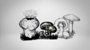 Reproduction of Fungi – Sexual, Asexual and Vegetative Reproduction