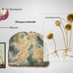 Rhizopus stolonifer: Life Cycle, Habitat, Nutrition, Disease, Importance.