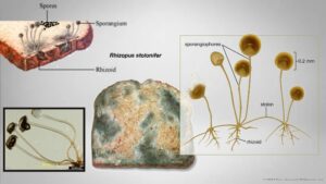 Rhizopus stolonifer – Life Cycle, Habitat, Nutrition, Disease, Importance.