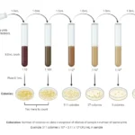 Serial Dilutions and Plating Procedure