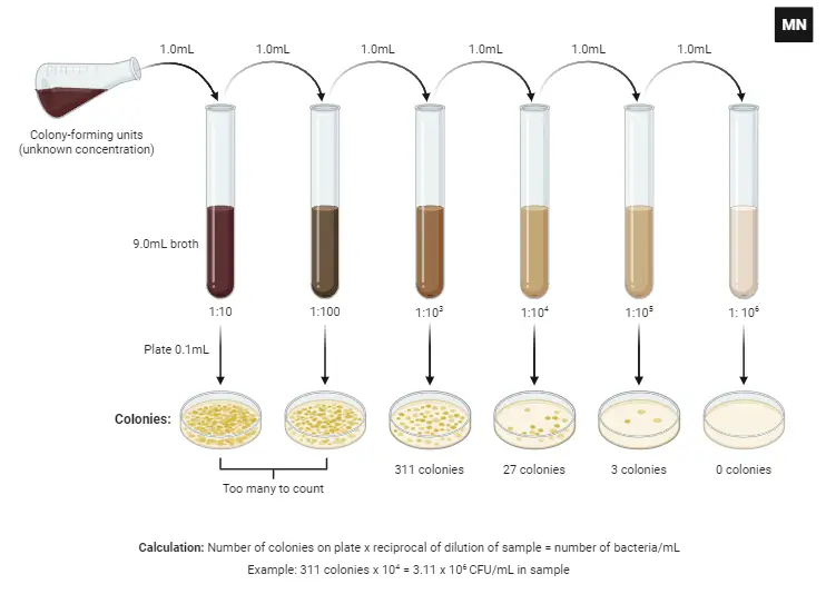 Serial Dilutions and Plating Procedure