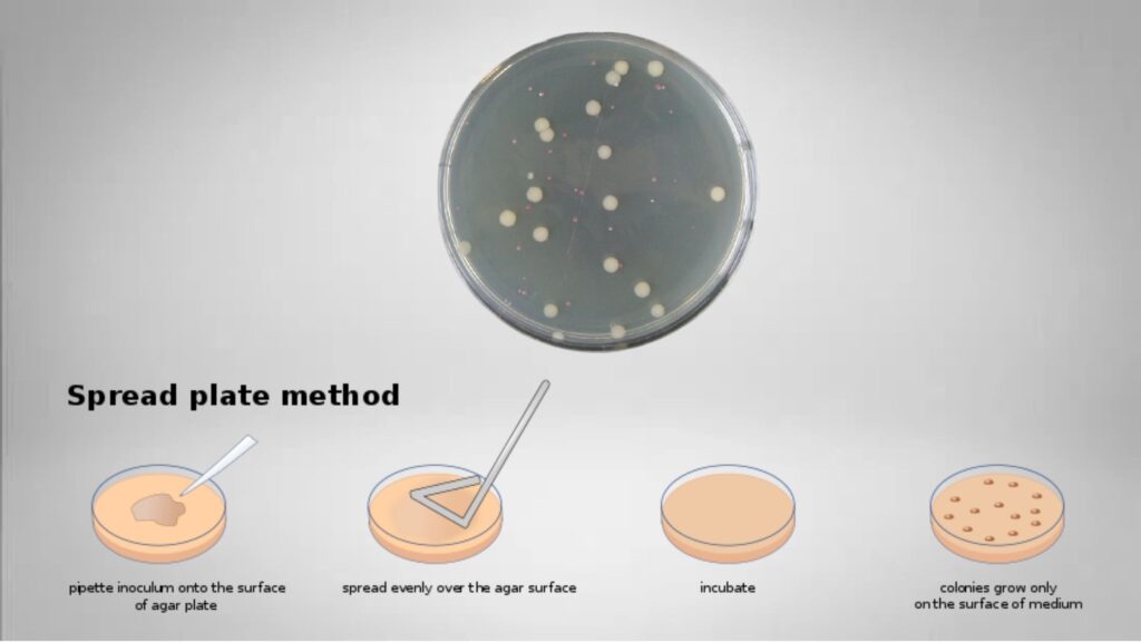 Spread‌ ‌Plate‌ ‌Method‌ Procedure, Principle, Purpose, Result