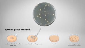 Spread‌ ‌Plate‌ ‌Method‌ – Procedure, Principle, Purpose, Result.
