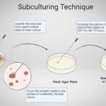 Subculturing Technique