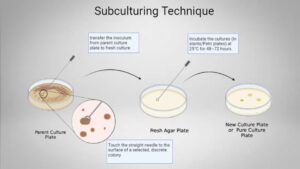 Subculturing Technique In Agar Slant/Agar Plate