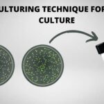Subculturing technique for Broth Culture
