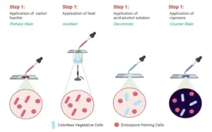 Endospore Staining – Principle, Procedure, Result