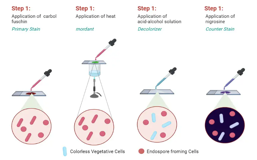 Endospore Staining Principle, Procedure, Result