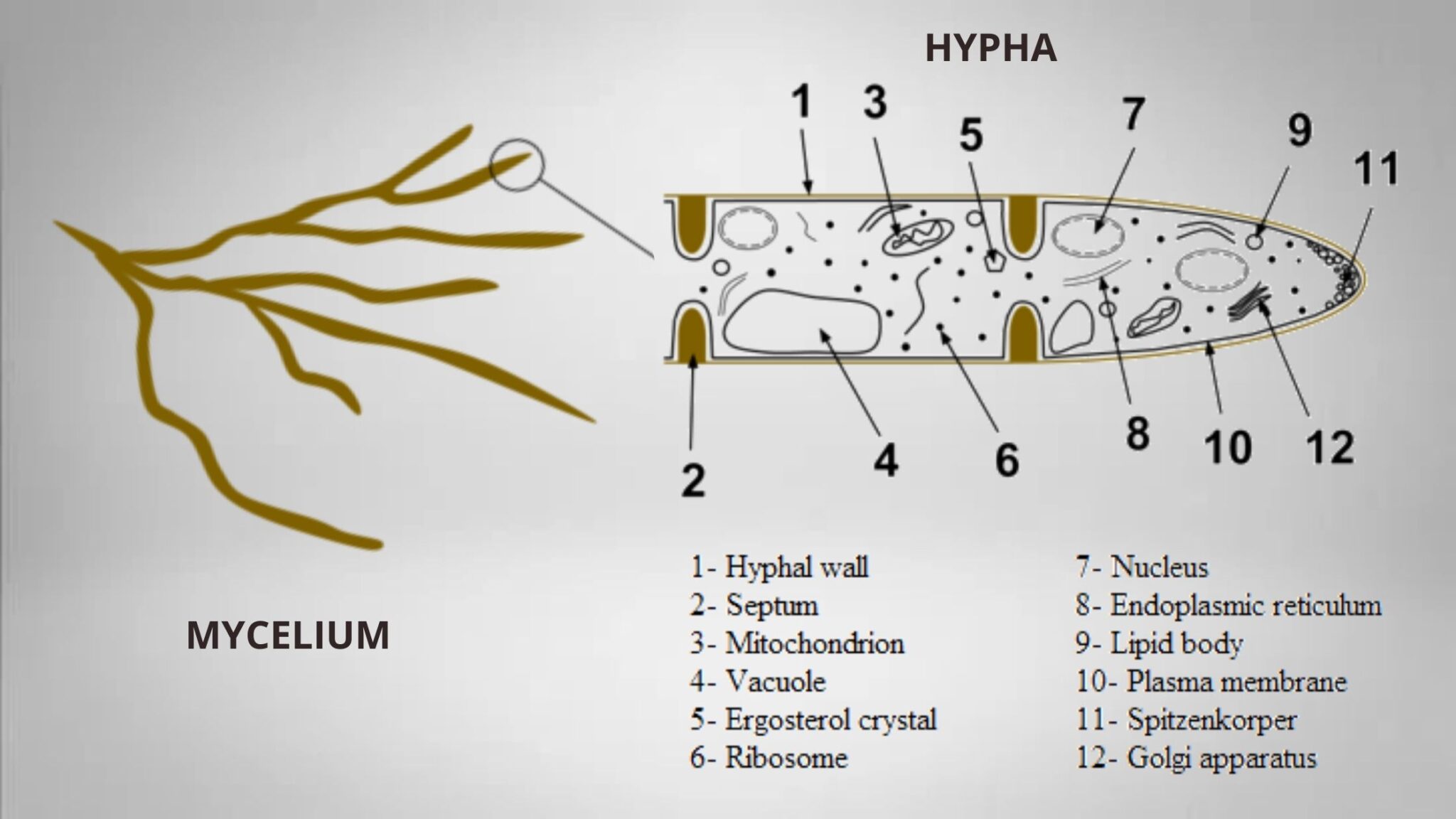 Fungi - Definition, Characteristics, Morphology, Importance, Thallus ...