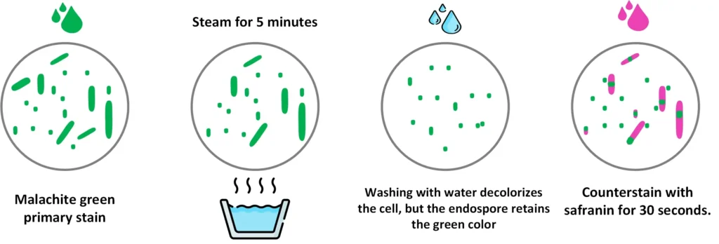 Malachite green staining