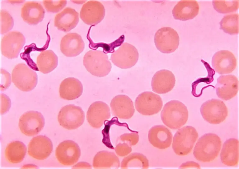 Giemsa Stain Preparation Procedure Principle Composition And