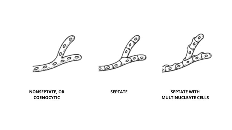 Fungi - Definition, Characteristics, Morphology, Importance, Thallus 