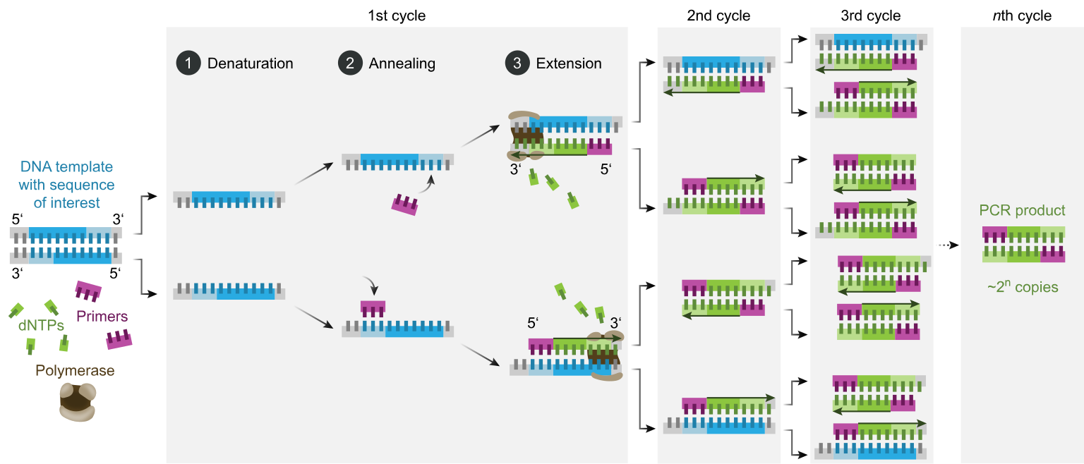 Polymerase Chain Reaction Steps Polymerase Chain Reaction (PCR) - Definition, Steps, Principle