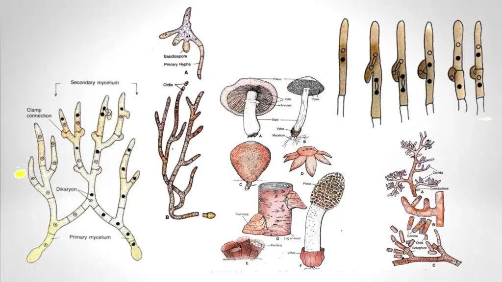 Basidiomycetes - Life Cycle, Characteristics, Significance, Mycelium ...