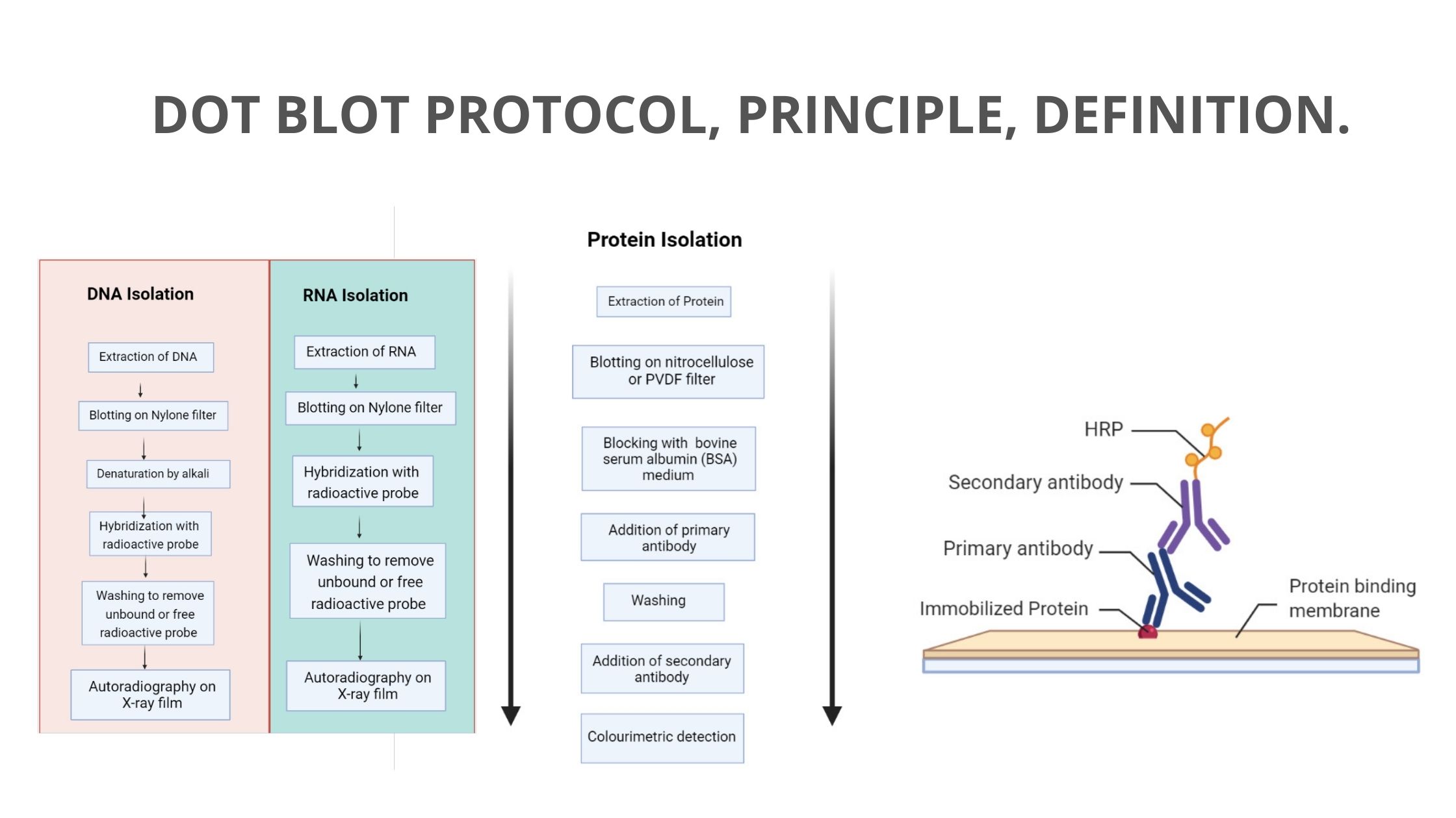 Dot Blot Protocol, Principle, Definition