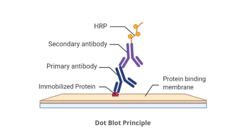 Dot Blot - Protocol, Principle, Definition. - Biology Notes Online