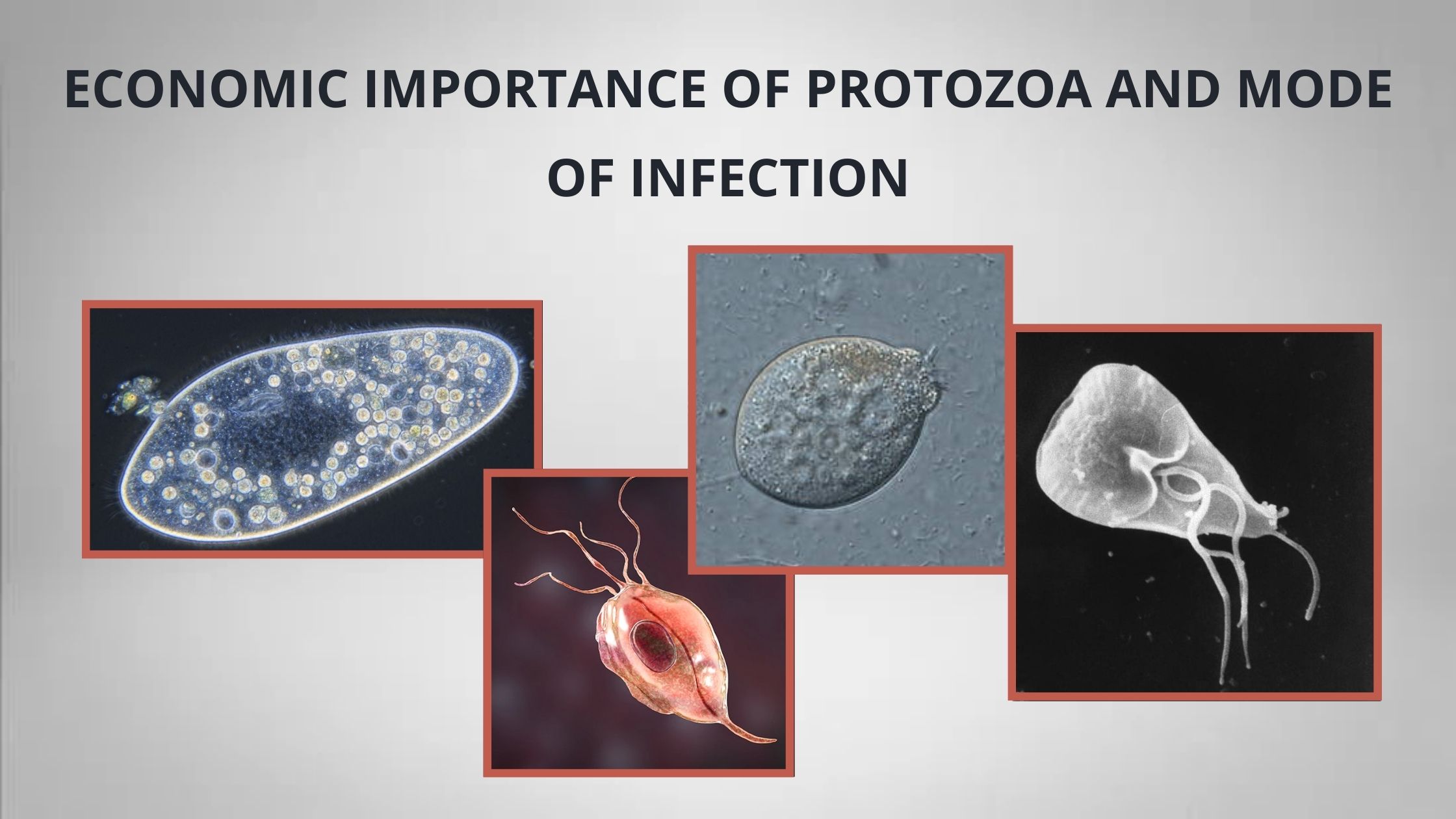 Economic Importance of Protozoa and Mode of Infection