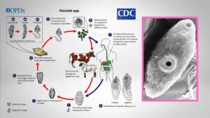 Fascioliasis: Causative agent, Life cycle, Symptoms, Treatment.