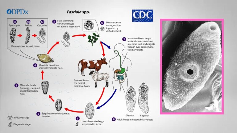 Fascioliasis: Causative agent, Life cycle, Symptoms, Treatment.