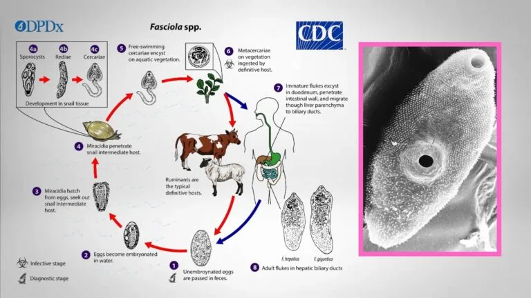 Fascioliasis: Causative agent, Life cycle, Symptoms, Treatment.