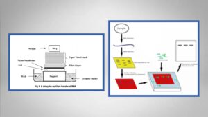 Northern Blotting – Protocol, Principle, Application, Result