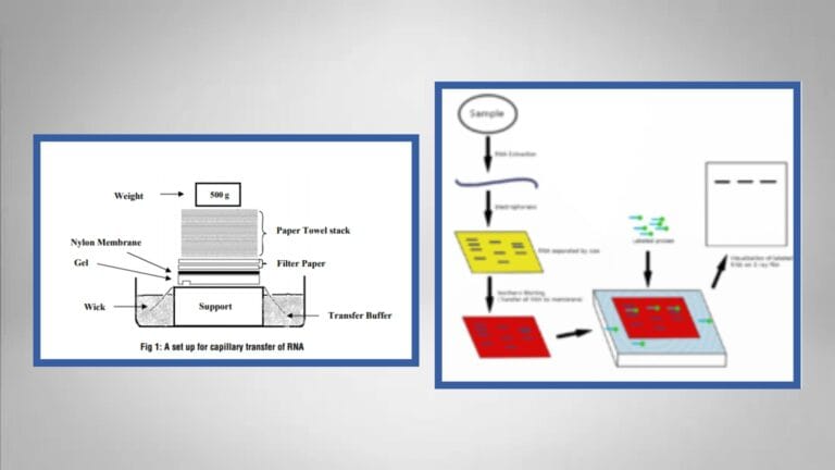 Northern Blot Protocol, Principle, Application, Result