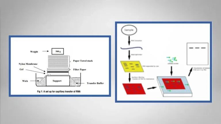 Northern Blot Protocol, Principle, Application, Result