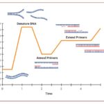 Polymerase chain reaction Steps