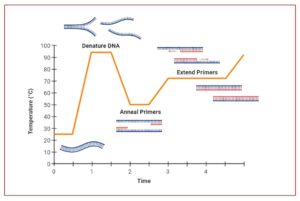 Polymerase Chain Reaction (PCR) – Definition, Steps, Principle, Application