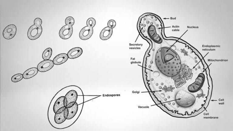 Saccharomyces cerevisiae Life cycle, Morphology, Economic Importance.