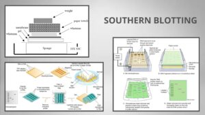 Southern Blotting Principle, Procedure, Importance