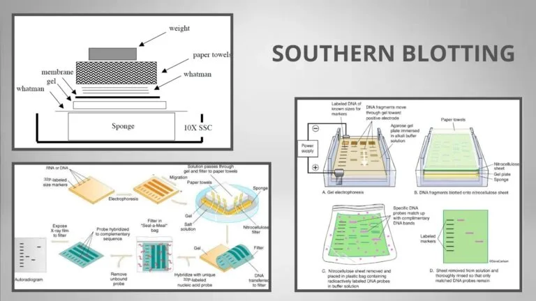 Southern Blotting Principle, Procedure, Importance