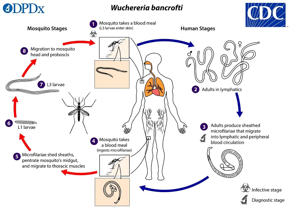 life cycle of Wuchereria bancrofti