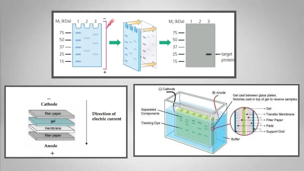 Western Blot Protocol, Principle, Result. - Biology Notes Online