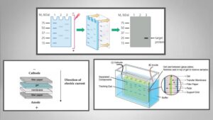 Western Blot – Protocol, Principle, Result.