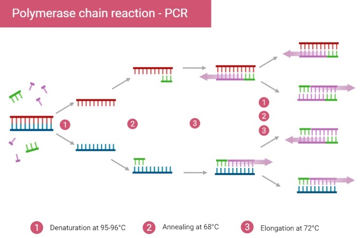 Polymerase Chain Reaction Pcr Definition Steps Principle