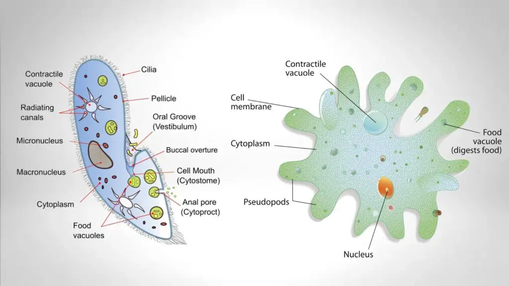 Protozoa - Structure and Locomotor Organelles - Biology Notes Online