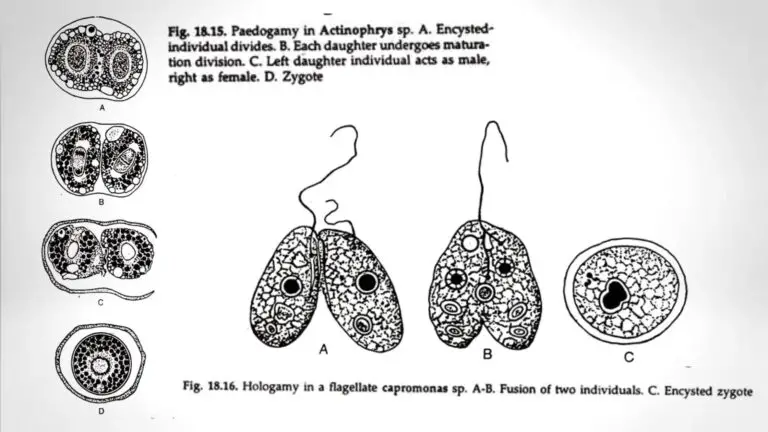 Reproduction In Proto­zoa Sexual Reproduction Asexual Reproduction Biology Notes Online 7915