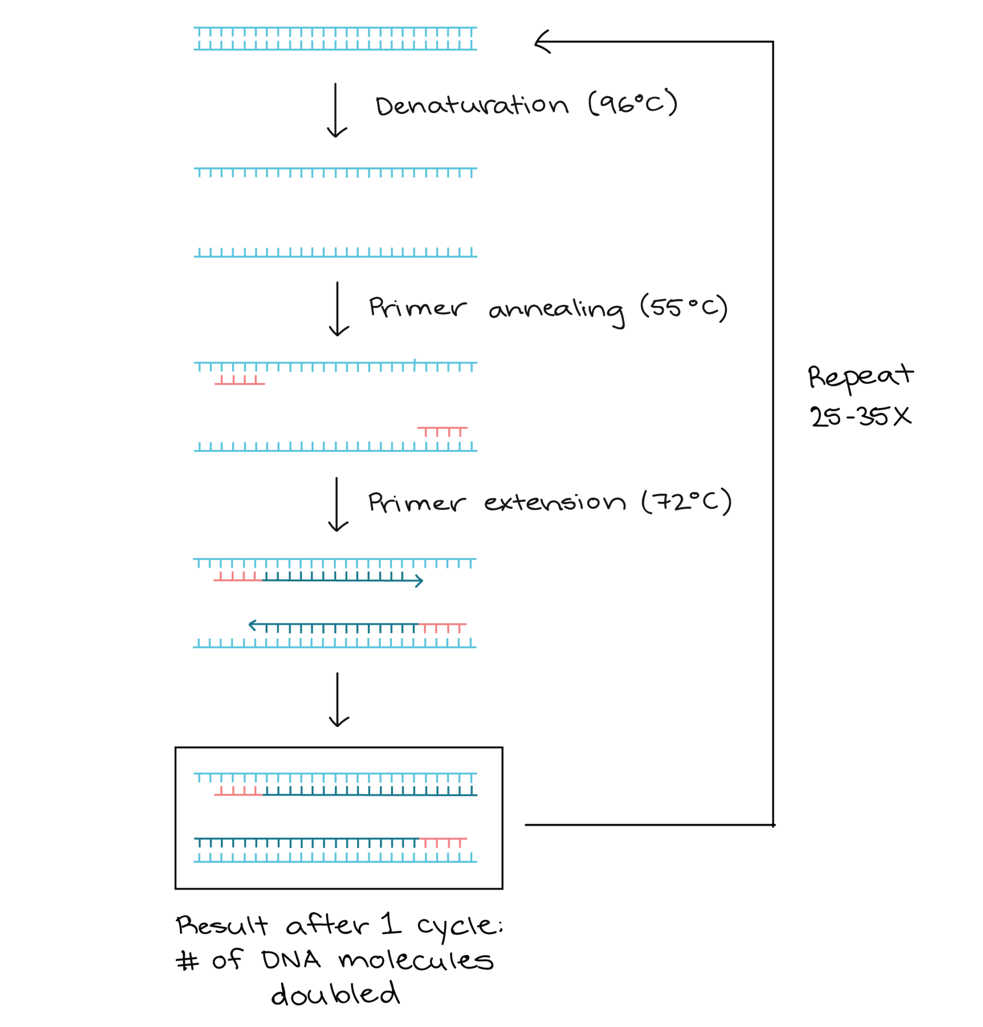 Polymerase Chain Reaction Pcr Definition Steps Principle