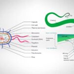 20 Differences between Pili and Flagella