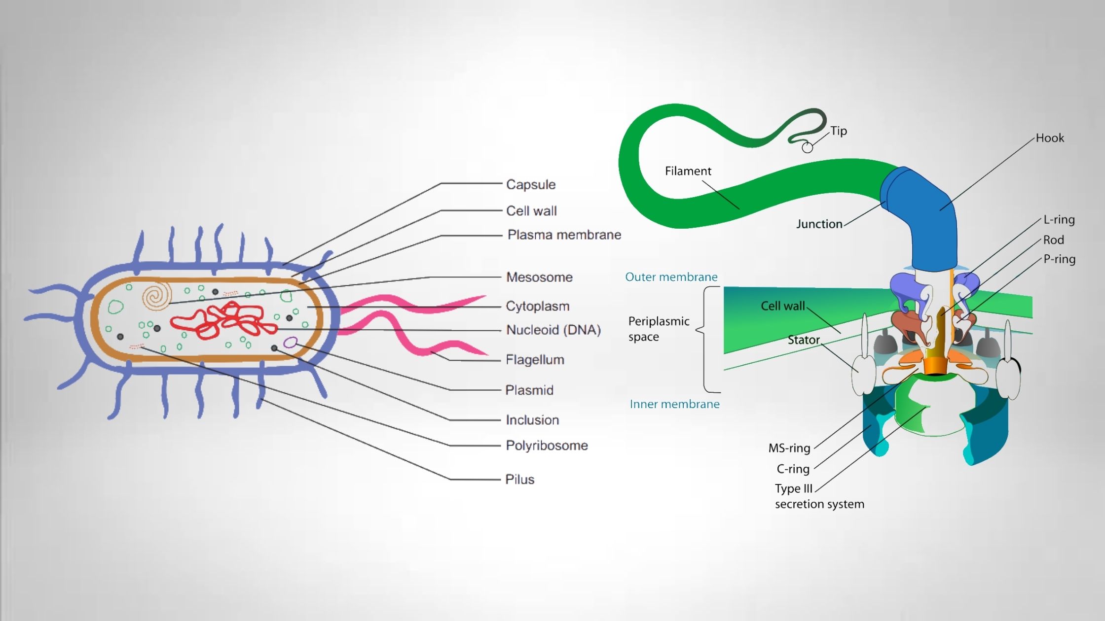 20 Differences between Pili and Flagella