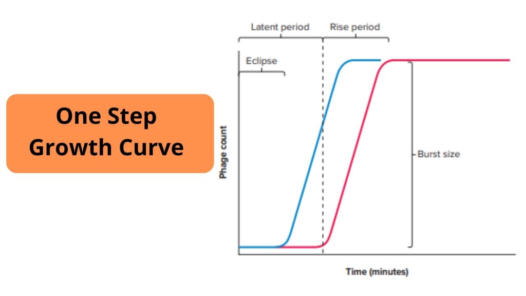 One Step Growth Curve of Virus - Biology Notes Online