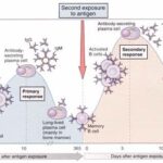 14 Differences between Primary and Secondary Immune Response