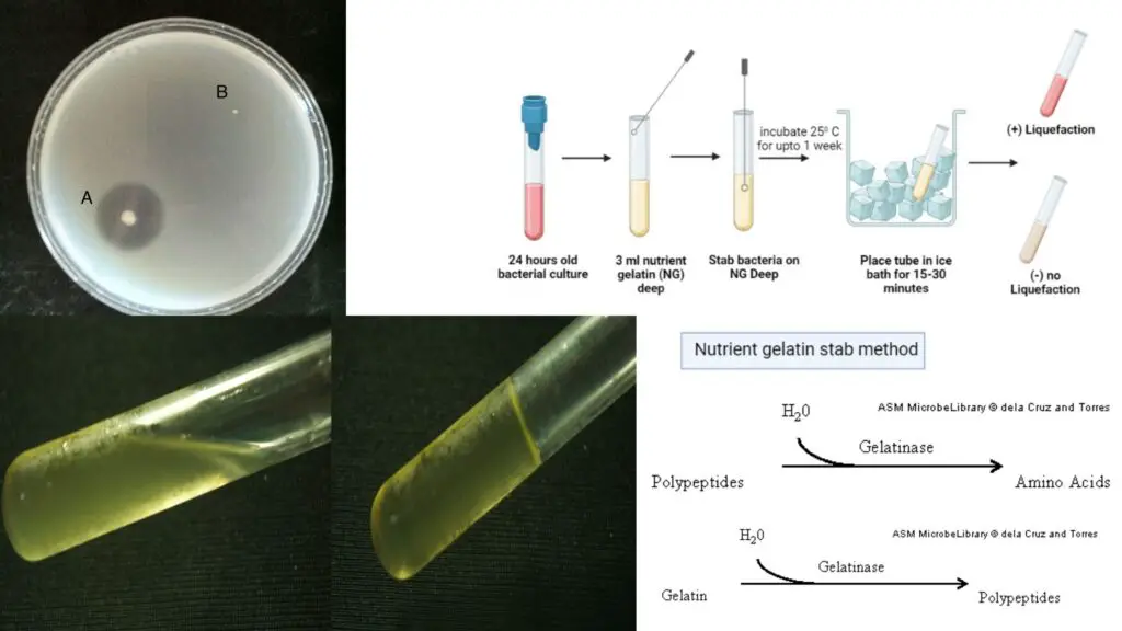 Gelatin Hydrolysis Test - Purpose, Principle, Procedure, Result ...