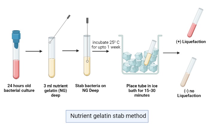 Gelatin Hydrolysis Test - Purpose, Principle, Procedure, Result ...