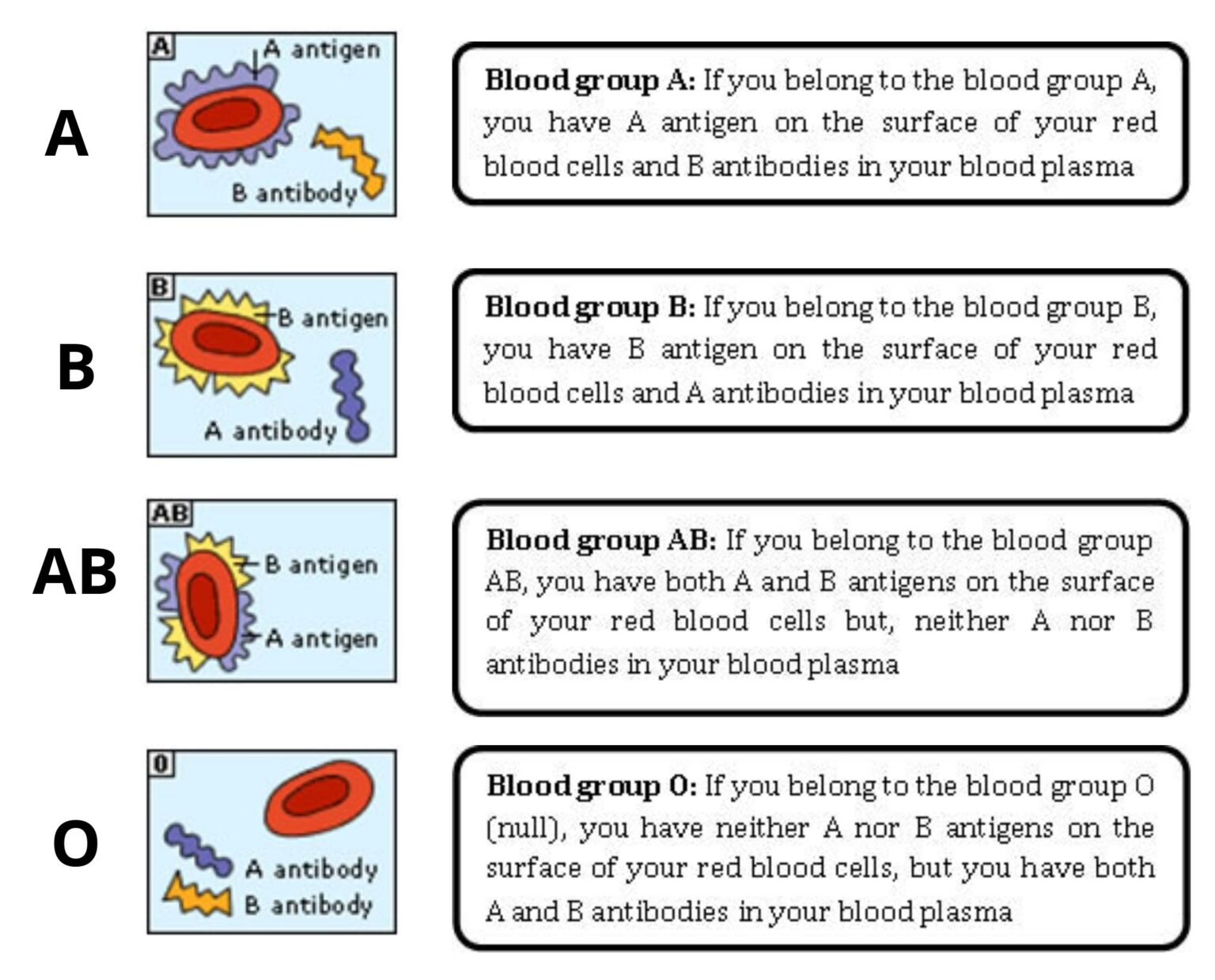 blood-grouping-test-principle-procedure-result-biology-notes-online