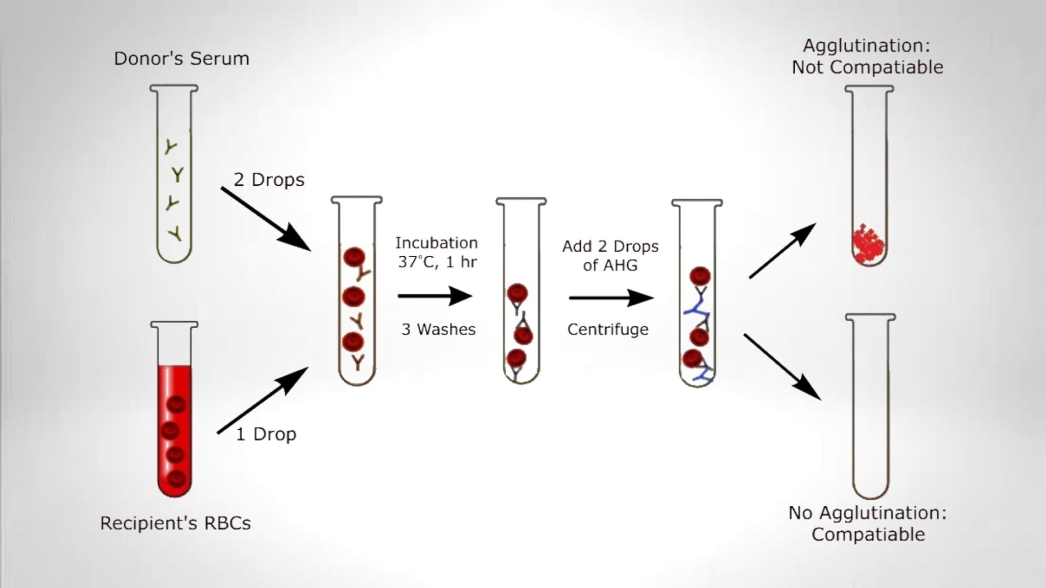 Blood Cross Matching - Principle, Procedure, Result. - Biology Notes Online